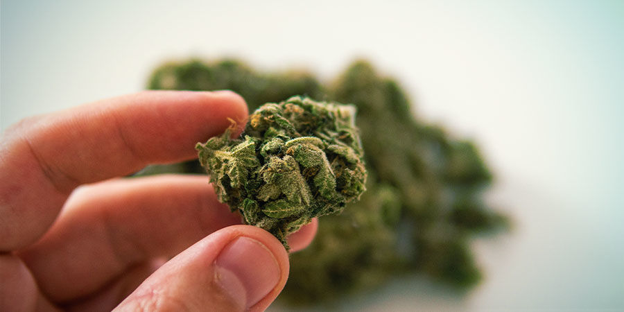 Känn på dina cannabisknoppar How To Detect Cannabis Contaminants: Feel Your Cannabis Buds