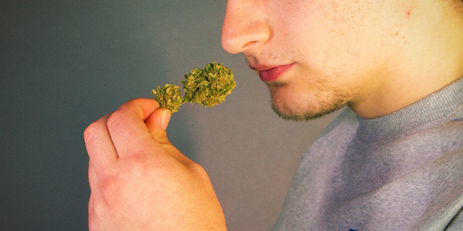 Lukta och smaka på din cannabis innan du tänder Så upptäcker du föroreningar i cannabis: lukta och smaka på din cannabis innan du tänder