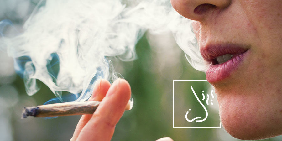 Var extra uppmärksam på rökens eller ångans smak och doft Så upptäcker du föroreningar i cannabis: Var extra uppmärksam på rökens eller ångans smak och doft