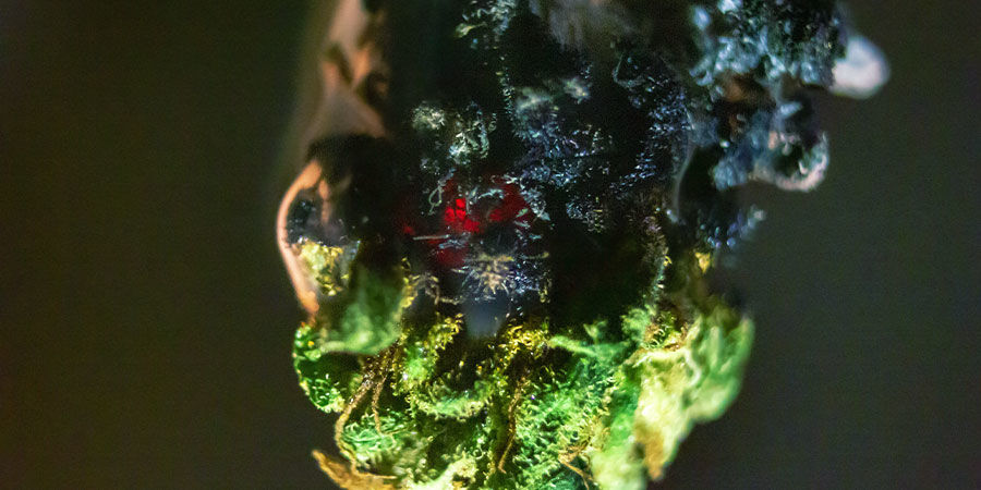 Brix-gödning Cannabisföroreningar: Brix-gödning