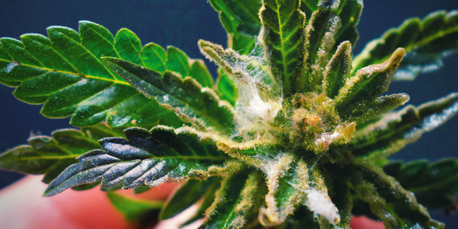 Svamp eller mögel Cannabisföroreningar: svamp eller mögel