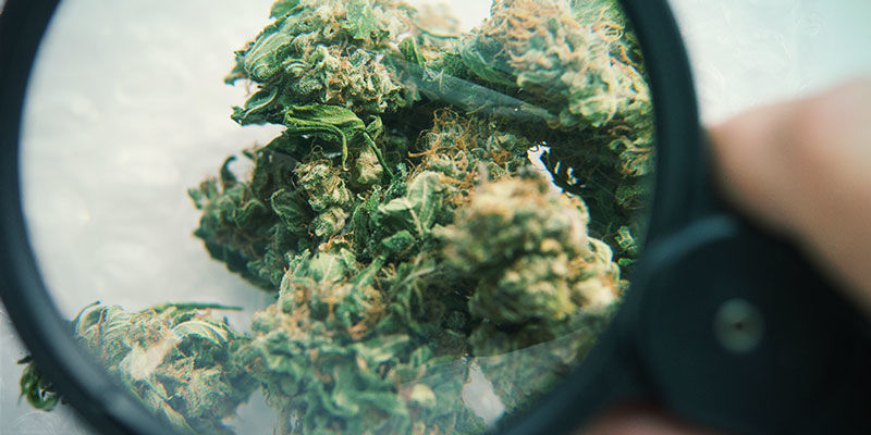 Glas Cannabisföroreningar: glas