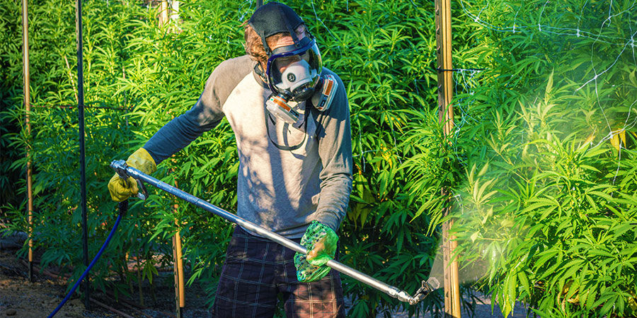 Industriella bekämpningsmedel eller gödsel Cannabis Contaminants: Industrial Pesticides or Fertilisers