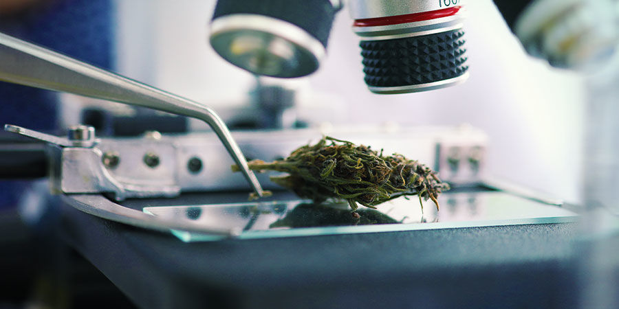 Bly Cannabisföroreningar: Bly