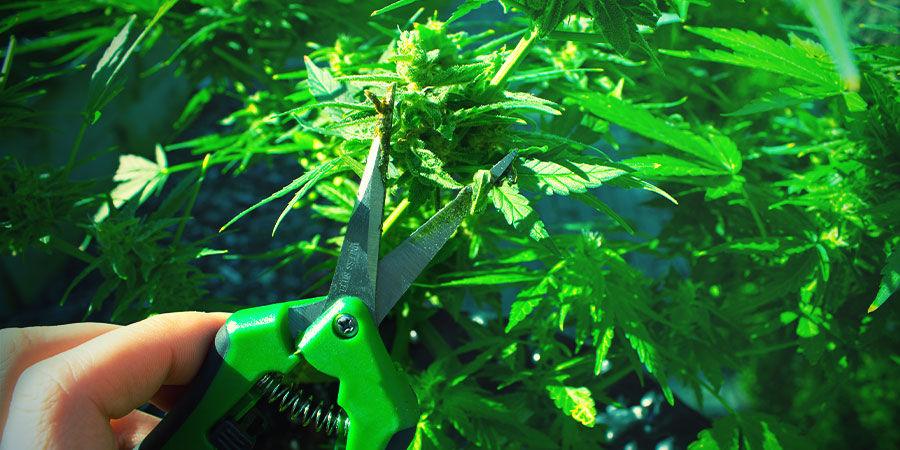Sax eller sekatör – odla cannabis