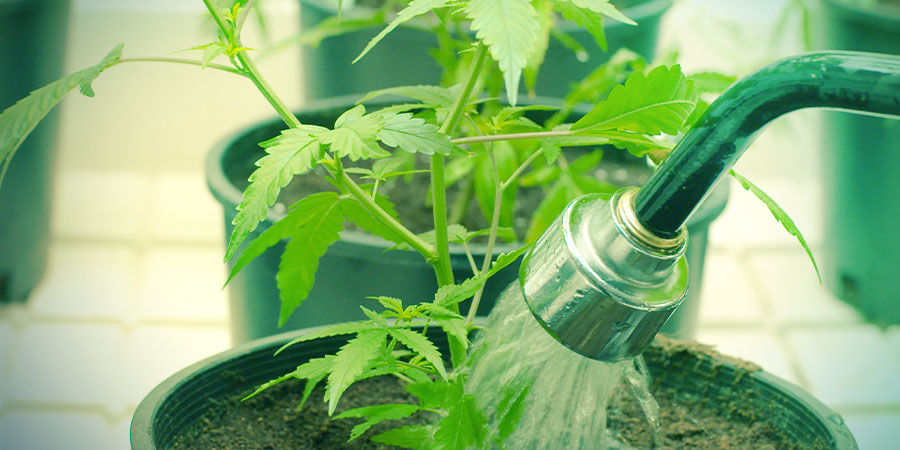 Vatten Water - Growing Cannabis