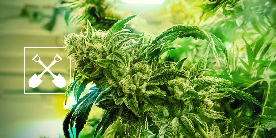 Vad behöver du för att skörda cannabisplantor? What Do You Need To Harvest Cannabis Plants?