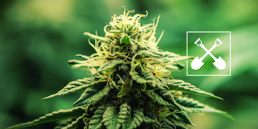 Vad behövs för varje cannabisodling? Vad behövs för varje cannabisodling?