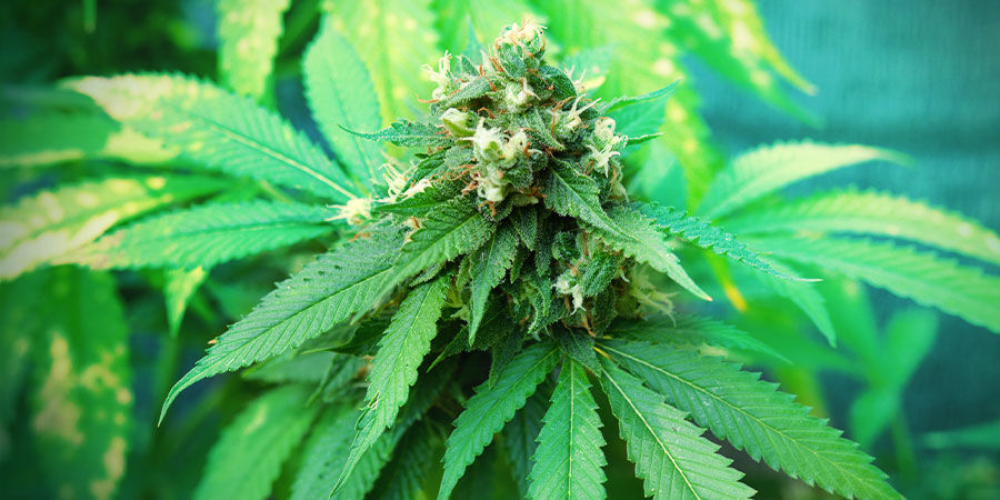 Ja, även nybörjare kan odla riktigt bra cannabis Ja, även nybörjare kan odla riktigt bra cannabis