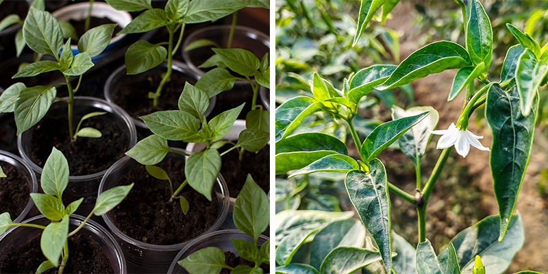 Så växer chili: Från planta till blomning Så växer chili: Från planta till blomning