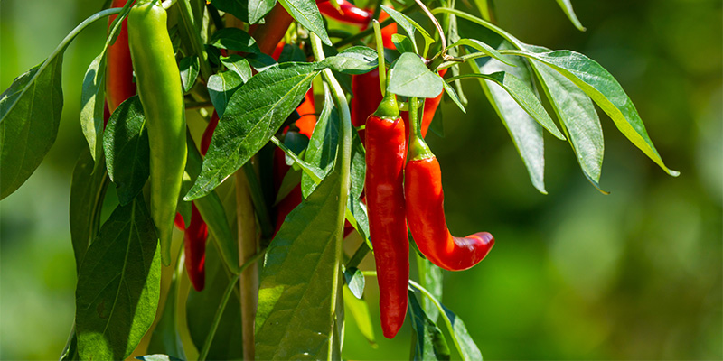 Så odlar du starkare och friskare chilifrukter How to grow hotter and healthier chillies