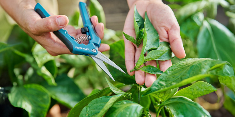 Beskärning och uppbindning av chiliplantor under vegetativ tillväxt Beskärning och uppbindning av chiliplantor under vegetativ tillväxt