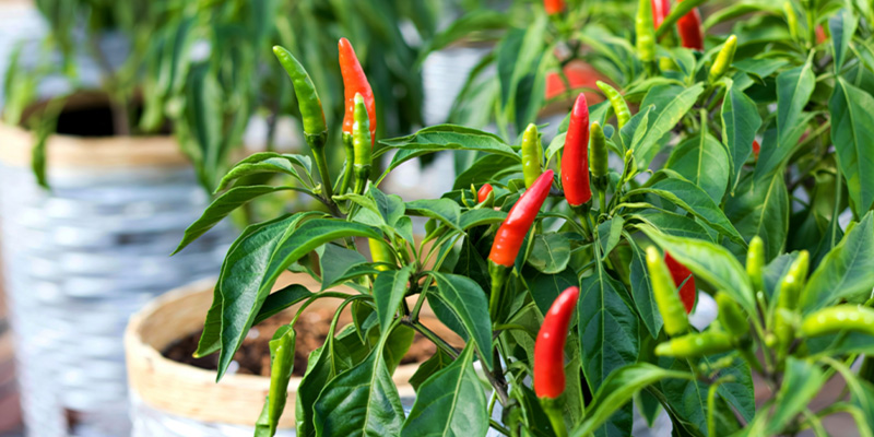 Varför odla din egen chili utomhus? Varför odla din egen chili utomhus?