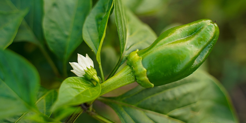 Från blomma till de första chilifrukterna Från blomma till de första chilifrukterna