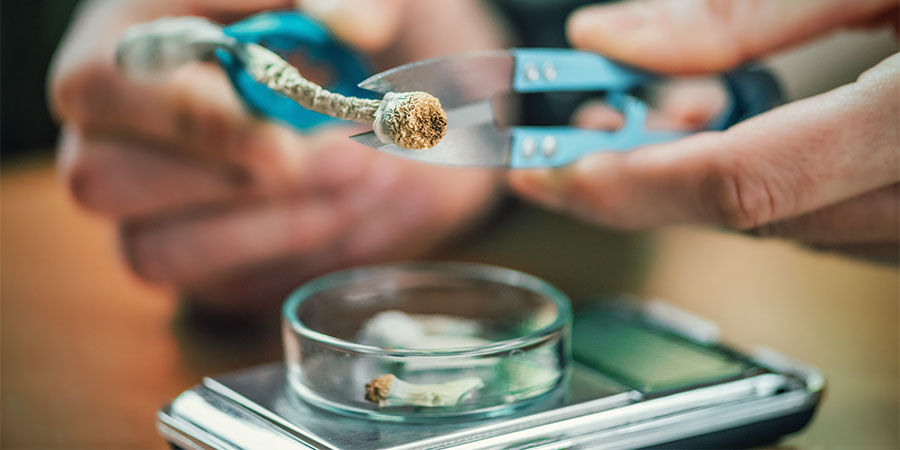 Dosering av magiska svampar Dosering av magiska svampar