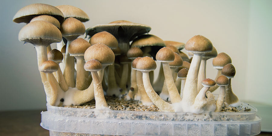 Vad är magiska svampar (psilocybin)? Vad är magiska svampar (psilocybin)?