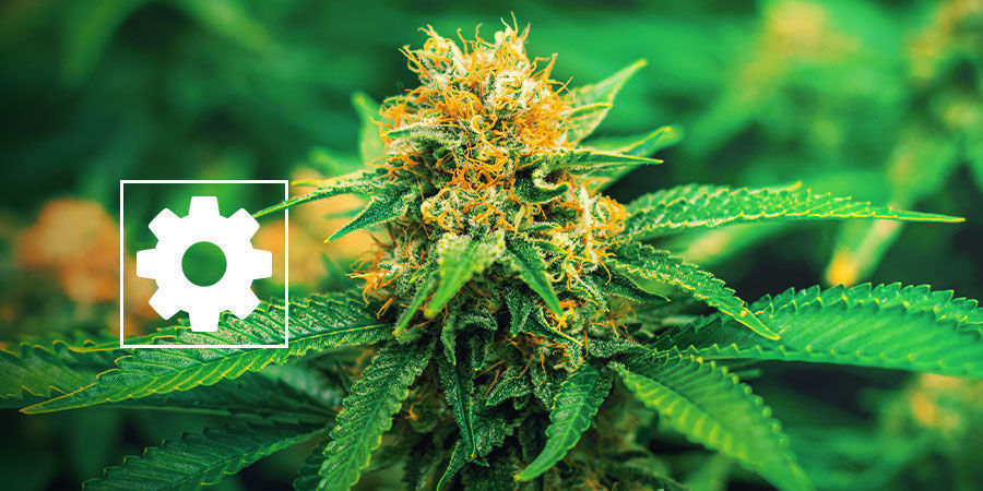 Nya autoflower cannabisfrön - Royal Queen Seeds Nya autoflower cannabisfrön - Royal Queen Seeds