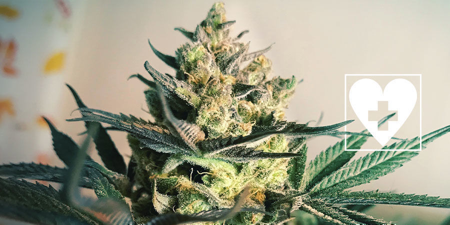 Nya CBD-cannabissorter – Royal Queen Seeds Nya CBD-cannabissorter – Royal Queen Seeds