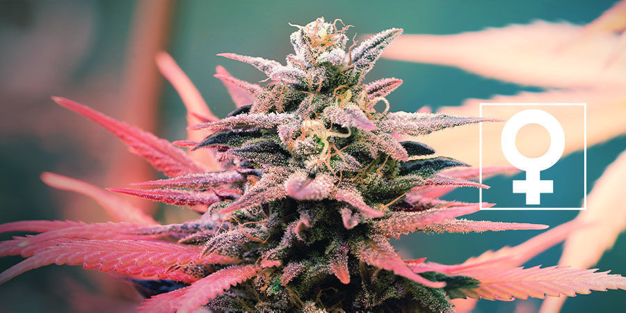Nya feminiserade cannabisfrön - Royal Queen Seeds Nya feminiserade cannabisfrön - Royal Queen Seeds