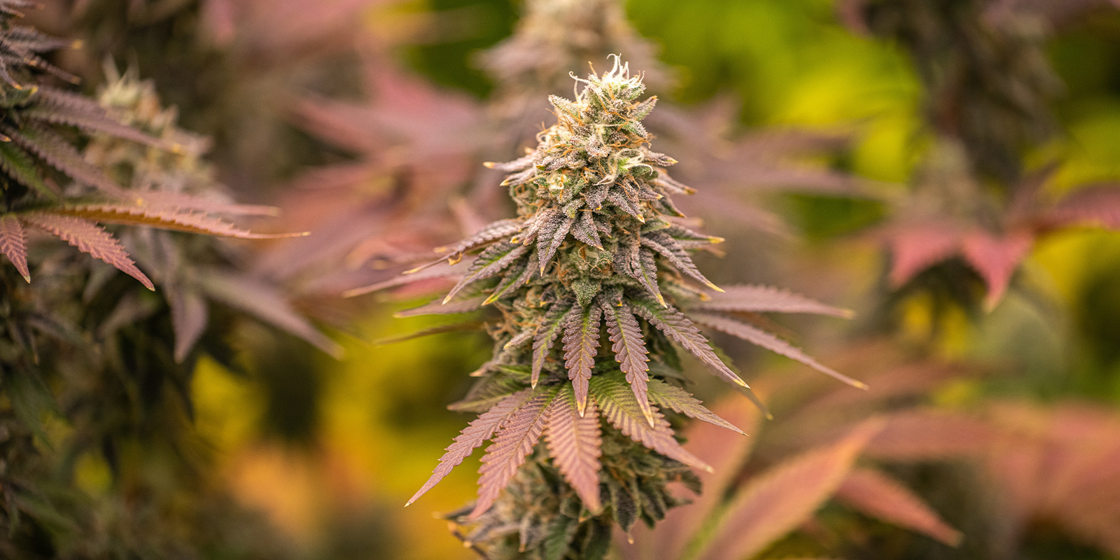 Zkittlez OG Auto (Barney's Farm) Zkittlez OG Auto (Barney's Farm)