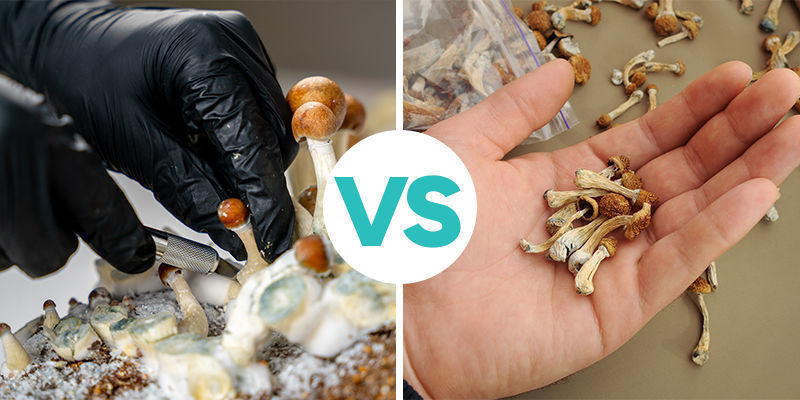 Grunderna: färska vs torkade magiska svampar Grunderna: färska vs torkade magiska svampar
