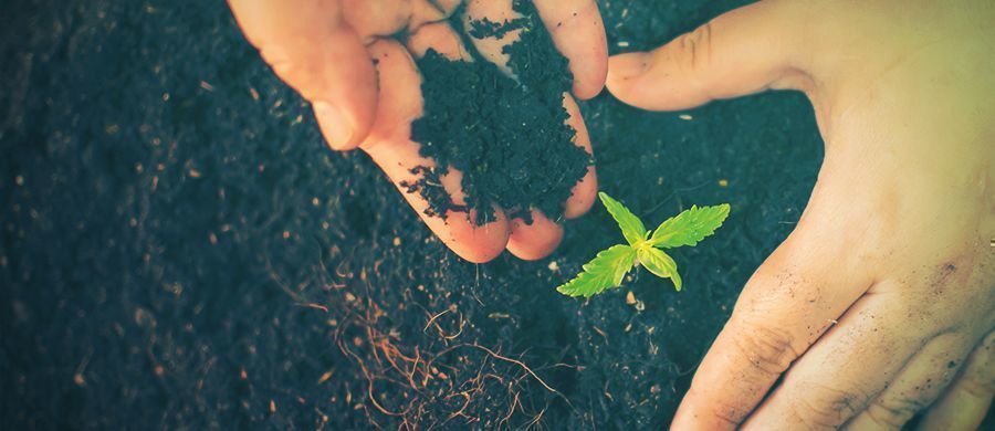 r/cannabiscultivation: Allt du behöver veta om odling – samlat på ett ställe r/cannabiscultivation: Everything You Need to Know About Growing, in One Place