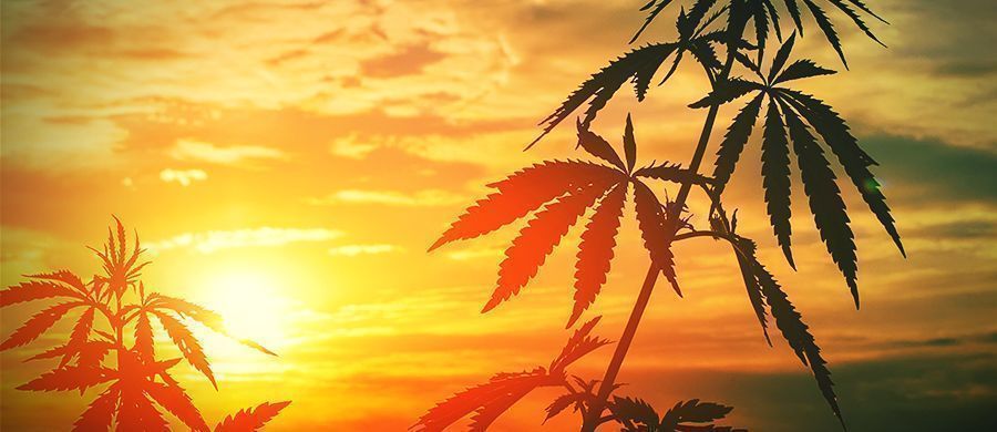 r/outdoorgrowing: Ge dig in i en annan sorts trädgårdsarbete R/outdoorgrowing: Get Stuck Into A Different Kind Of Gardening