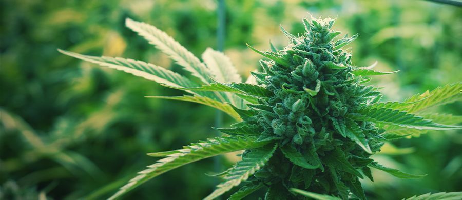 r/trees: Den avslappnade cannabiskommunityn r/trees: The Casual Cannabis Community