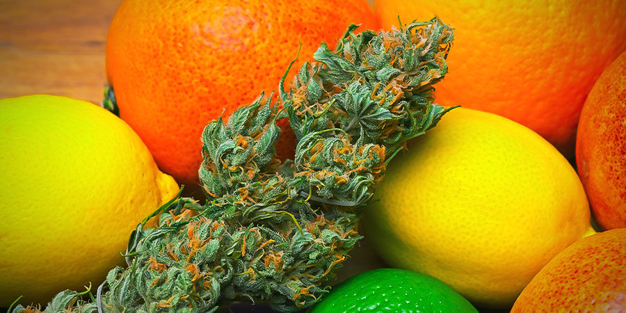 Do-Si-Dos Automatic: Arom, smak och effekter Do-Si-Dos Automatic: Aroma, Flavour, and Effects