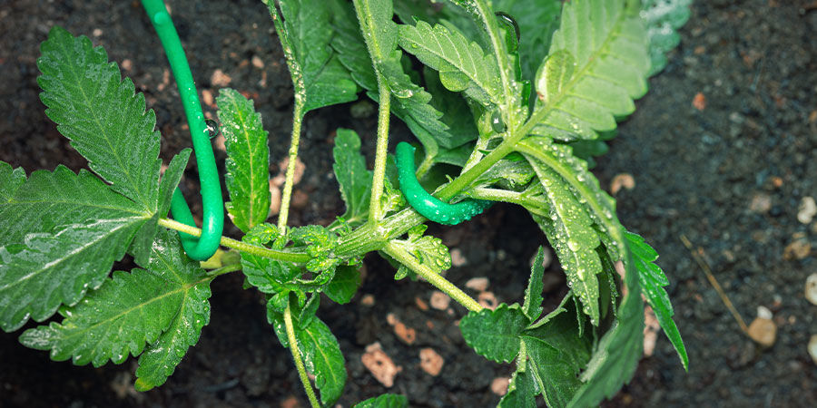 Så odlar du Do-Si-Dos Automatic How To Grow Do-Si-Dos Automatic