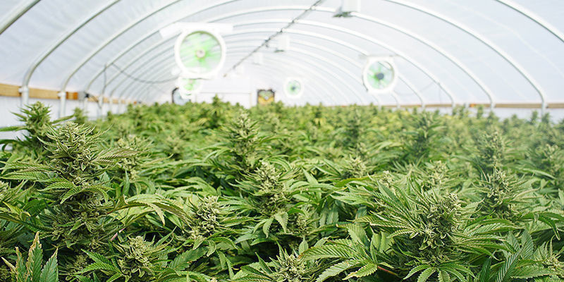 5. Cannabisodlare 5. Cannabis Grower