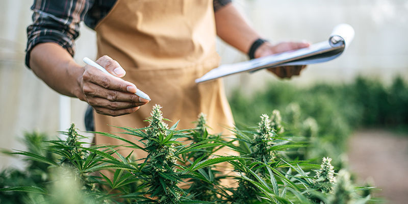 7 jobb i cannabisbranschen 7 Jobs In The Cannabis Industry