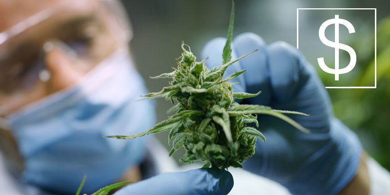 Vilket är det bäst betalda jobbet inom cannabis? Vilket är det bäst betalda jobbet inom cannabis?