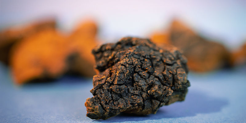 Hur ser chaga ut? Hur ser chaga ut?