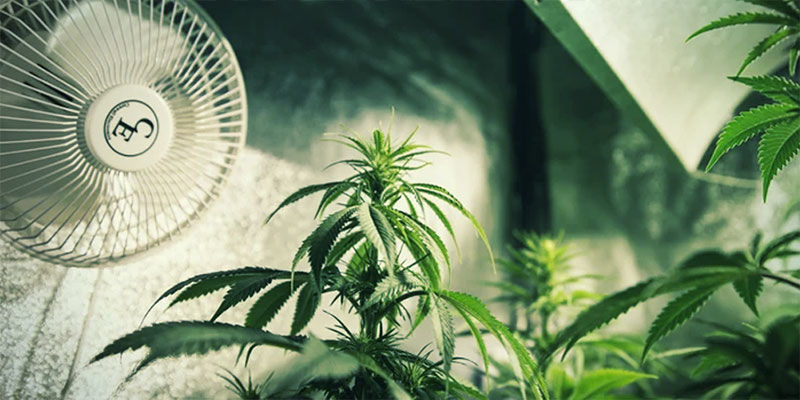Styr cannabisens blomning med ljusdeprivation: säkerställ tillräcklig ventilation
