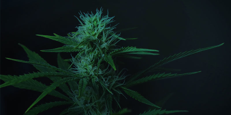 Inomhus Så använder du ljusdeprivation för att styra blomningen hos cannabis: Inomhus