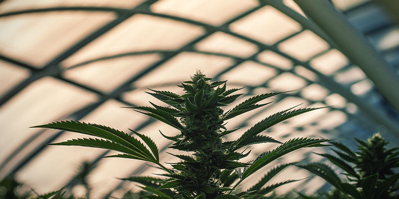 Växthus för ljusdeprivation Så använder du ljusdeprivation för att styra cannabisblomningen: växthus för ljusdeprivation