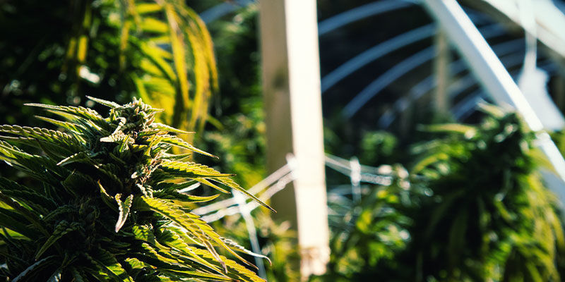 Utomhus Så använder du ljusdeprivation för att styra cannabisens blomning: utomhus