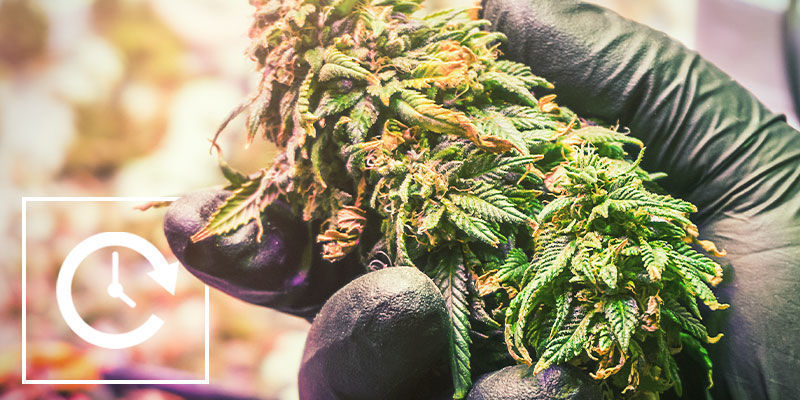 För- och nackdelar med ljusdeprivation Styr cannabisens blomning med ljusdeprivation: för- och nackdelar med ljusdeprivation