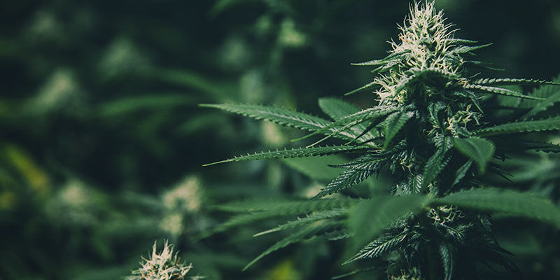 Vad är ljusdeprivation i odling? Styr cannabisens blomning: vad är ljusdeprivation i odling?