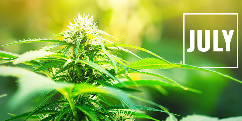 När ska du börja med ljusdepning? Styr cannabisens blomning med ljusdeprivation: när ska du börja med ljusdepning?