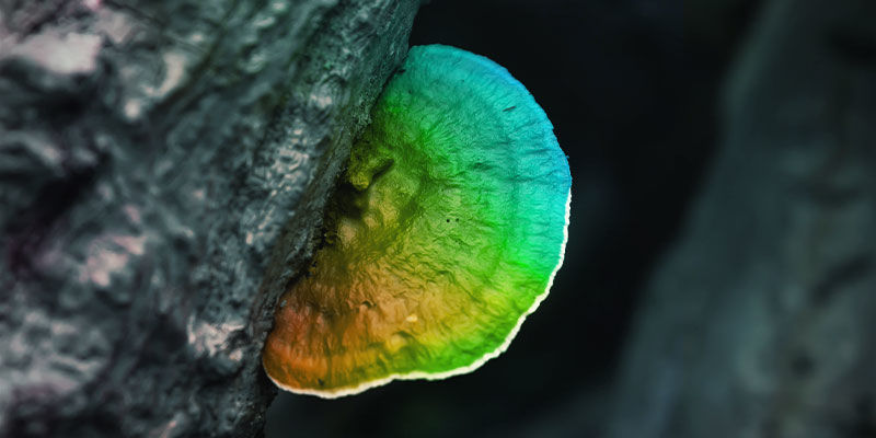Är reishi-svampar psykedeliska? Är reishi-svampar psykedeliska