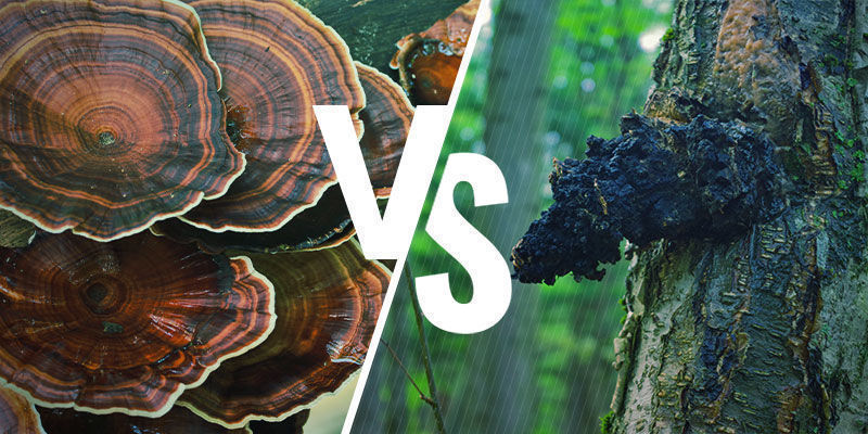Hur står sig reishi jämfört med andra adaptogena svampar? Hur reishi står sig jämfört med andra adaptogena svampar