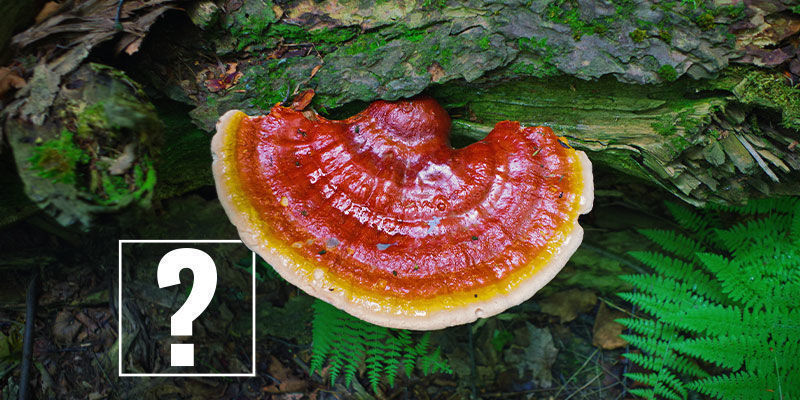 Reishi Mushrooms: Är det värt hypen? Reishi Mushrooms: Worth the Fuss