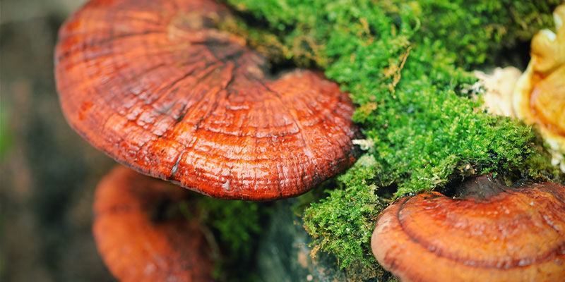 Vad är reishisvamp (Ganoderma lucidum)? Vad är reishisvamp (Ganoderma lucidum)?