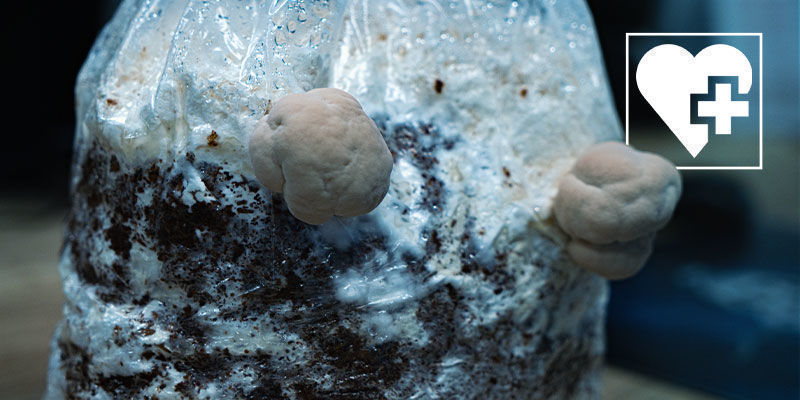 Vilka är fördelarna med Lion’s Mane? Fördelar med Lion’s Mane