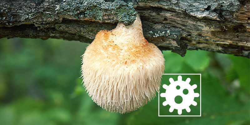 Vilka är de möjliga biverkningarna av lion’s mane? Biverkningar av lion’s mane