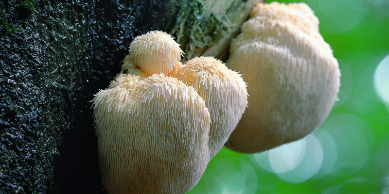 Vad är lion’s mane (Hericium erinaceus)? Lion's Mane (Hericium Erinaceus)