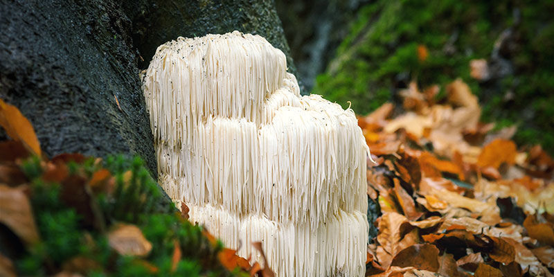 Var och hur växer lejonmanen? Where and How Lion's Mane Grow