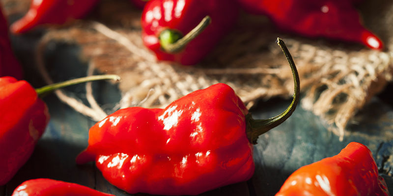 Börja ditt odlingsprojekt med ghost pepper redan i dag Börja ditt odlingsprojekt med ghost pepper redan i dag